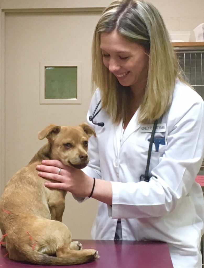 Dr. Ashley Mott examining a dog for acupuncture
