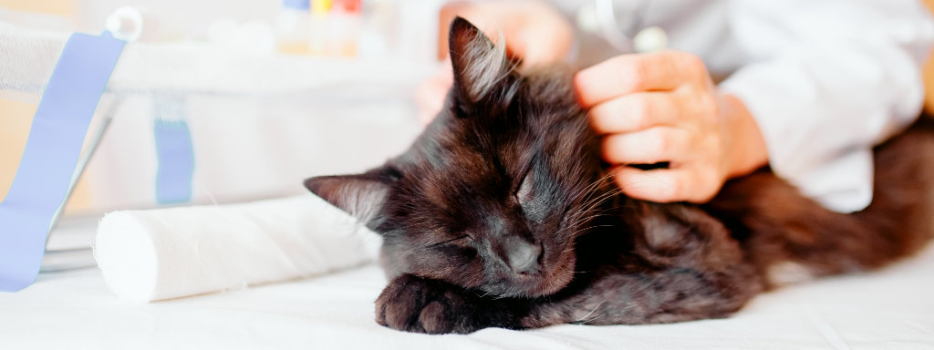cat being examined by a veterinarian