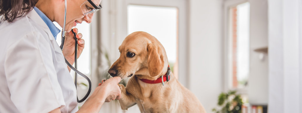 Female veterinarian holding a dogs paw while examining
