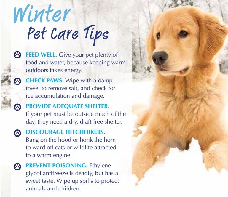 Winter Pet Care Tips: Feed Well. Give your pet plenty of food and water, because keeping warm outdoors takes energy. Check paws. Wipe with a damp towel to remove salt, and check for ice accumulation and damage. Provide adequate shelter. If your pet must be outside much of the day, they need a dry, draft free shelter. Discourage hitchikers. Bang on the hood and honk on the horn to ward off cats or wildlife attracted to a warm engine. Prevent poisoning. Ethylene glycol antifreeze is deadly, but has a sweet taste. Wipe up spills to protect animals and children.