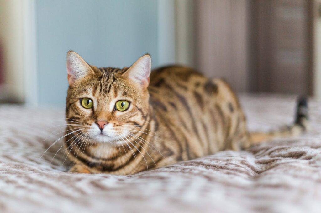 Cat waiting for feline wellness care