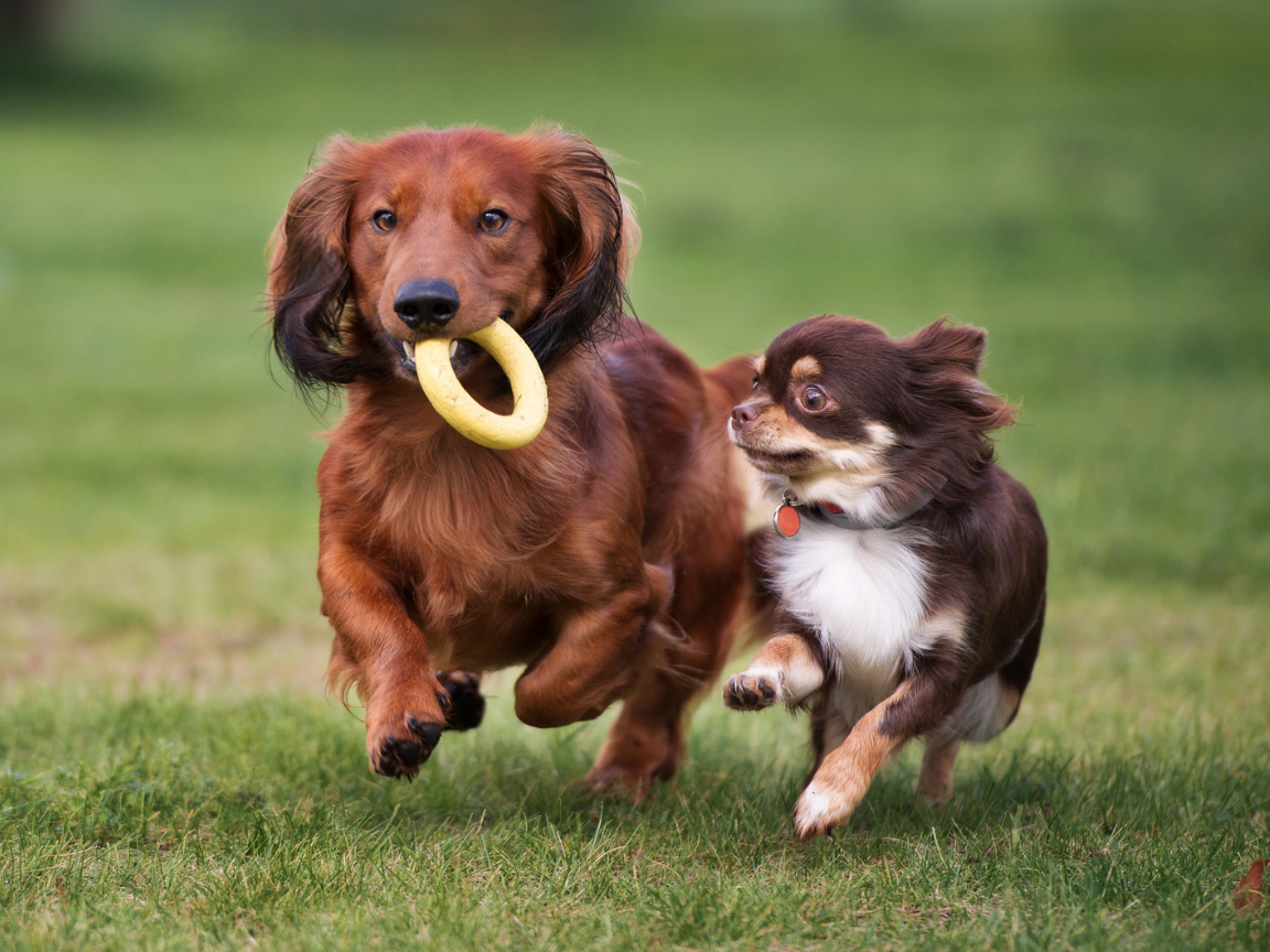 dogs exercising outdoors