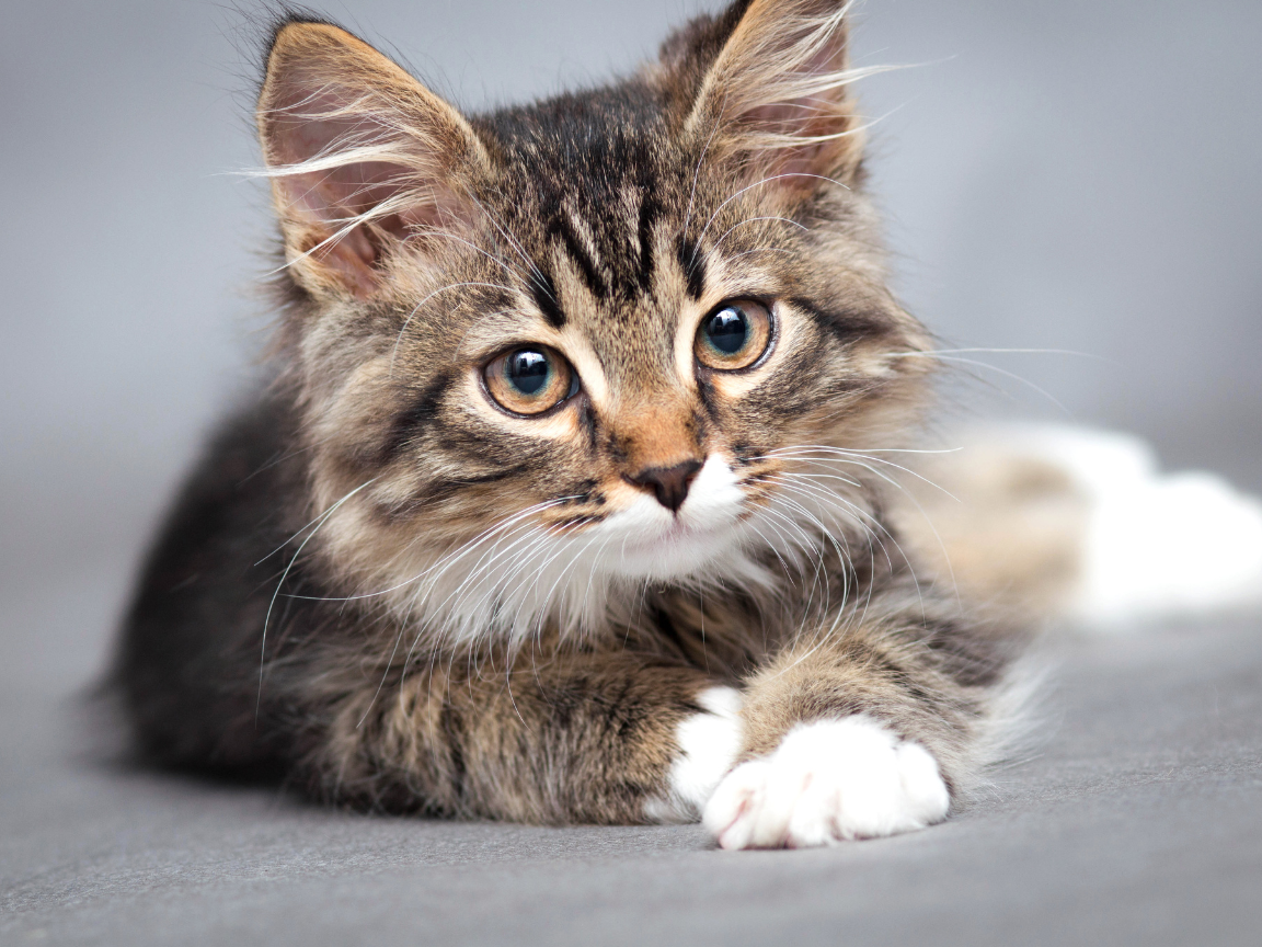 cat laying down