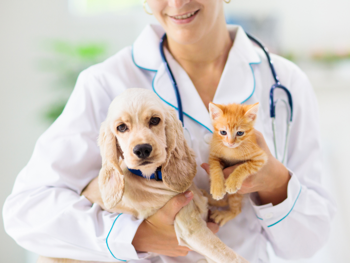puppy and kitten at a veterinary center