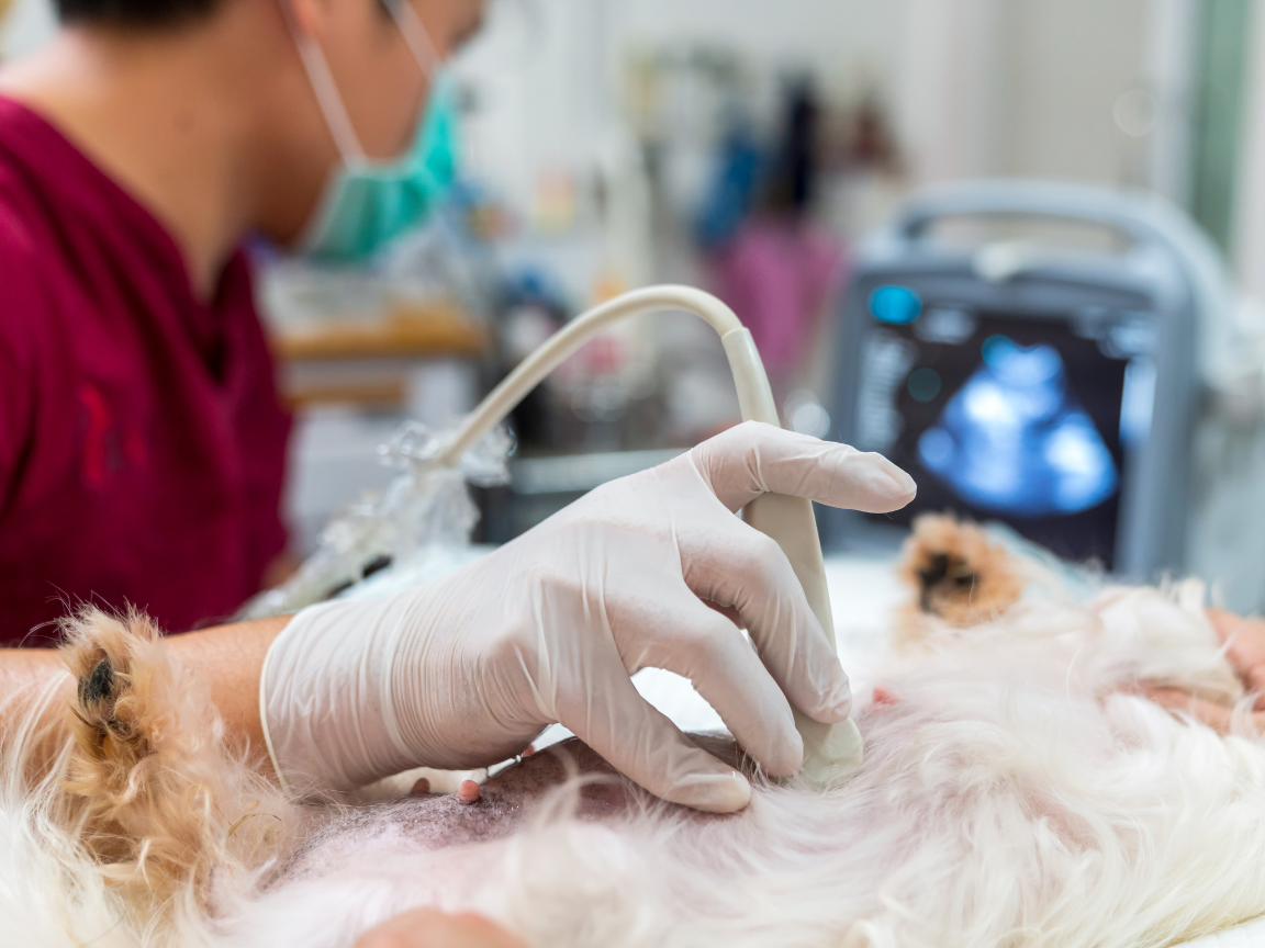 specialist taking diagnostic imaging of dog