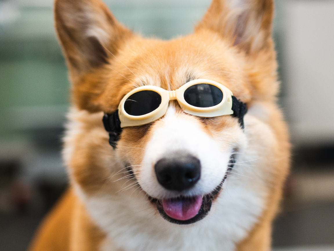 A corgi wearing laser therapy goggles