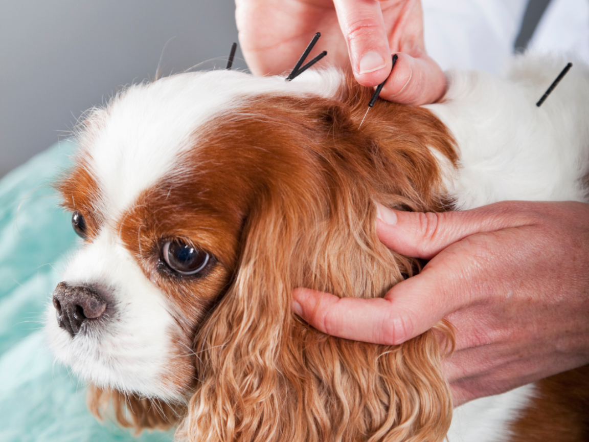 King Charles Cavalier Spaniel having acupuncture done