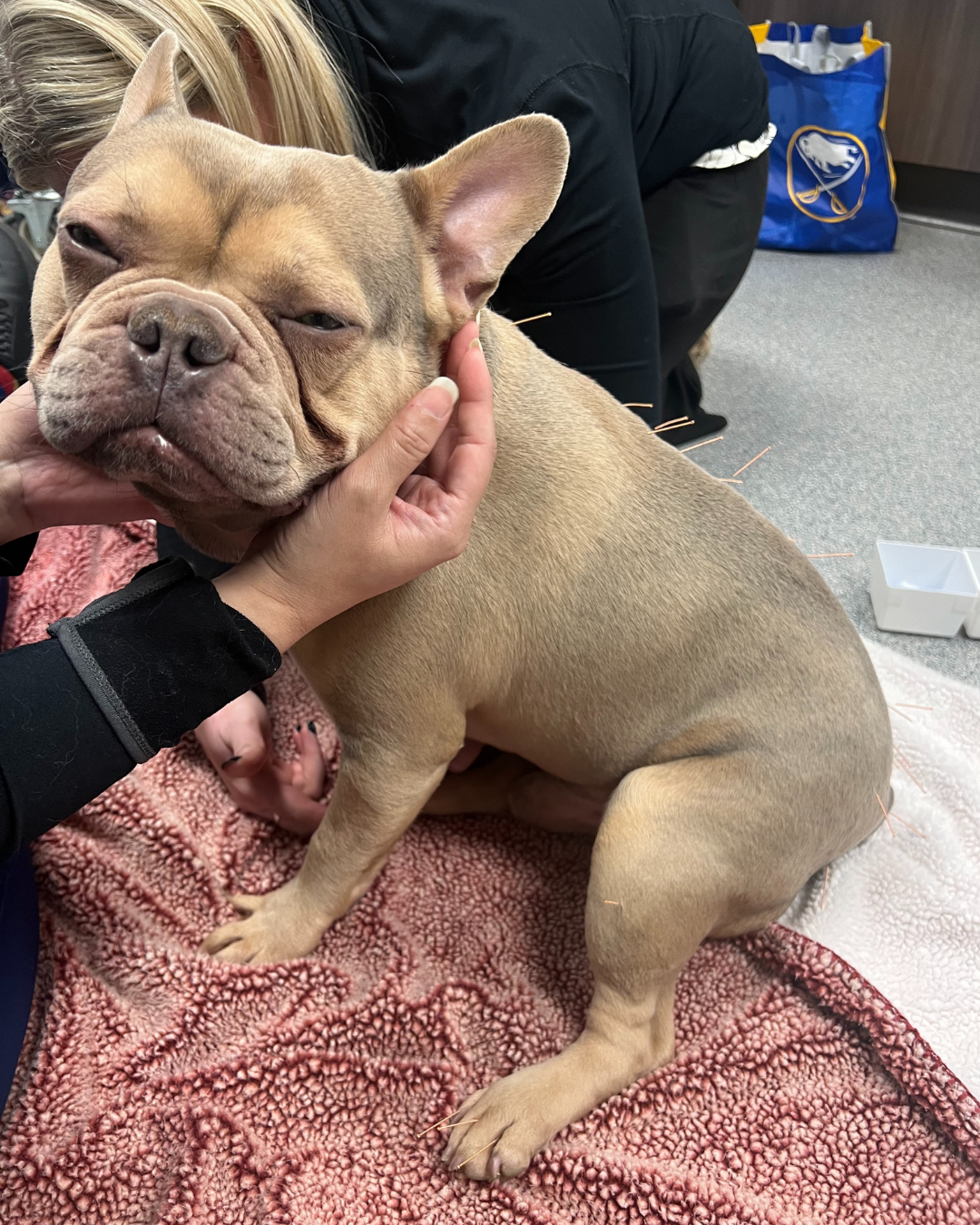 French Bulldog receiving acupuncture therapy